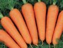 Описание моркови  