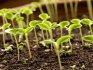 Выращивание хризантем из семян