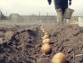 Гербициды для картофеля: какие бывают