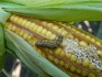 Болезни и вредители кукурузы