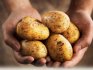 Лучшие сорта картофеля: виды и описание