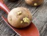 Методы посадки картофеля