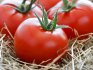 Скороспелые сорта помидор: виды и описание