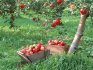 Лучшие сорта яблонь для сада, их особенности