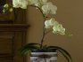 Болезни и вредители орхидеи 