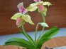 Размножение и уход за орхидеей венерин башмачок 