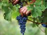 Способы хранения гроздей винограда 
