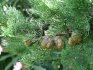 Вечнозеленый красавец – описание кипариса