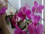 Орхидея: описание и лучшие сорта для дома