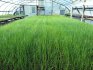 Технология выращивания зеленого лука