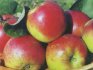 Полив, подкормка и осенней уход за яблоней 