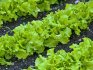 Выращивание салата листового
