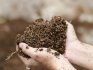 Низкая кислотность почвы: как ее повысить