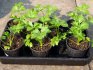 Выращивание рассады пахучего растения