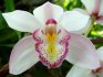 Лучшие сорта орхидеи