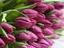 Несколько советов по выращиванию тюльпанов 