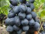Применение винограда сорта Загорулько