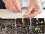 Выращивание рассады и пересадка в открытый грунт