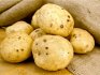Вредители картофеля - золотистая нематода