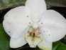 Наиболее частые заболевания орхидей