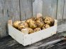 Почему не удается сохранить картофель в зимний период