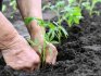 Сроки и правила пересадки растений в открытый грунт