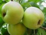 Карликовые сорта зеленых яблок