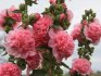 Шток розы – высокорослые многолетние цветы   