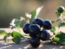 Полезные свойства ягод Санберри и противопоказания