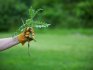 Применение гербицидов для повышения урожайности культуры