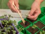 Способ выращивания капустной рассады