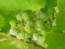 Борьба с вредителями и болезнями винограда