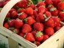 Преимущества и недостатки садовой ягоды