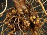 Что может повредить корни малины, как это исправить