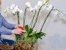 Полезные советы: как правильно ухаживать за орхидеей