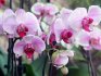 Орхидеи: виды, сорта