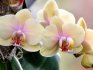Выращивание орхидеи пафиопедилум и фаленопсис