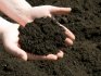 Подготовка почвы и посадочного материала