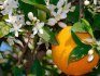 Выращивание апельсинов в домашних условиях