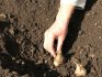 Посадка луковиц гладиолусов в открытый грунт 