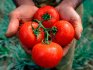Подбор лучших сортов томатов для выращивания тепличным и открытым методом