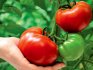 Развитие огурцов и помидор в период вегетации
