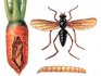 Защита моркови от болезней и вредителей 