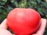 Преимущества крупноплодных томатов