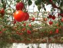 Характеристика помидорного дерева спрут f1