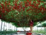 Любительское культивирование томат-дерева