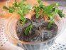 Как вырастить хризантему из букета