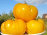 Спелые желтые помидоры