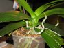 Воздушные корни у орхидеи