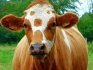 Какая температура тела нормальная для коров